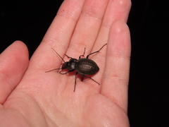 Carabus lusitanicus