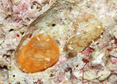 Herpetopoma instrictum