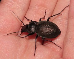 Carabus lusitanicus