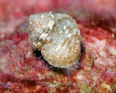 Herpetopoma instrictum