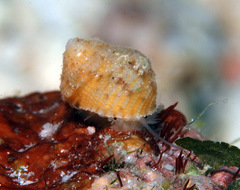Herpetopoma instrictum
