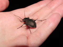 Carabus lusitanicus