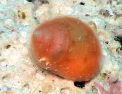 Herpetopoma instrictum