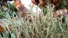 Cladonia crispata