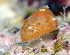 Herpetopoma instrictum