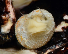 Herpetopoma instrictum