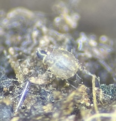 Podospora collapsa