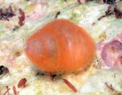 Herpetopoma instrictum