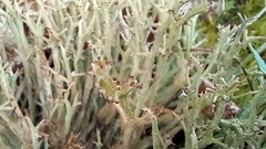 Cladonia crispata