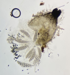 Podospora collapsa