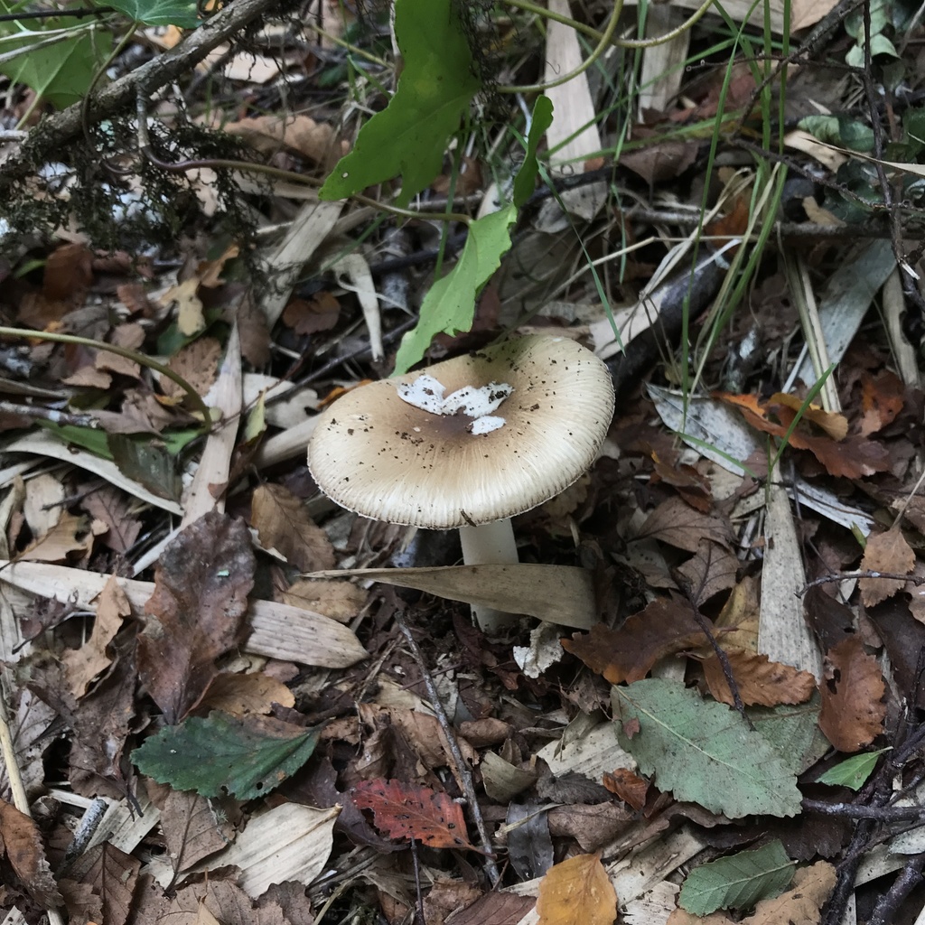 Amanita diemii · May 2022 · photo: © cristianriquelme (iNaturalist, cc-by)