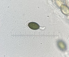 Podospora collapsa