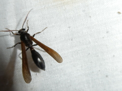 Pseudosphex ichneumonea