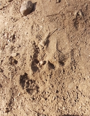 Euphractus sexcinctus