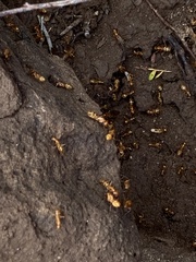 Camponotus variegatus