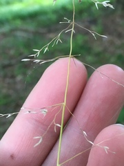 Poa sylvestris