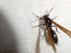 Pseudosphex ichneumonea