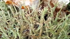 Cladonia crispata