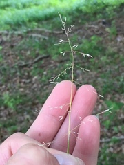 Poa sylvestris