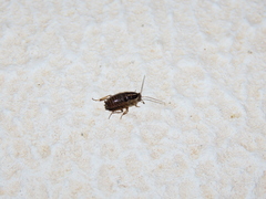 Phyllodromica