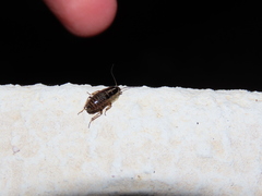 Phyllodromica