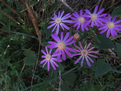 Pericallis echinata image