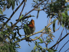 Erithacus rubecula superbus