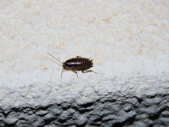 Phyllodromica