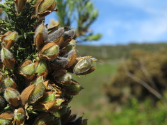 Piezodorus punctipes