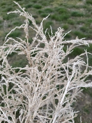 Salsola collina
