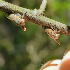 Platycotis vittata