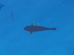 Acanthurus xanthopterus