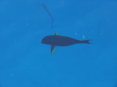 Acanthurus xanthopterus