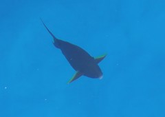 Acanthurus xanthopterus