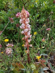 Orobanche calendulae
