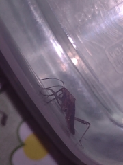 Neomegalotomus parvus