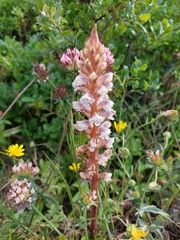 Orobanche calendulae