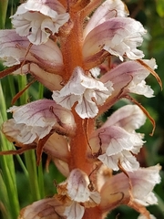 Orobanche calendulae