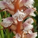 Orobanche minor - Photo (c) vproenca, some rights reserved (CC BY-NC)