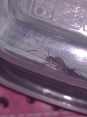 Neomegalotomus parvus