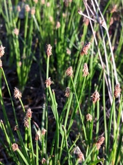 Eleocharis compressa
