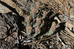 Castilleja cinerea