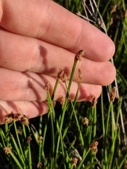 Eleocharis compressa
