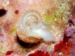 Herpetopoma instrictum