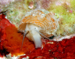 Herpetopoma instrictum