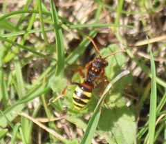 Nomada lathburiana