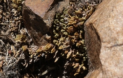 Selaginella watsonii