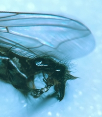 Sarcophaga variegata