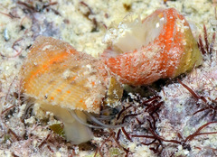 Herpetopoma instrictum
