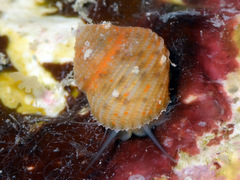 Herpetopoma instrictum